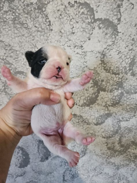 Bulldog francese femmina - Foto 10