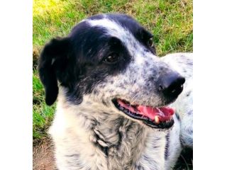 ESCAPE DOLCE E DISCRETO: CANE IN ADOZIONE