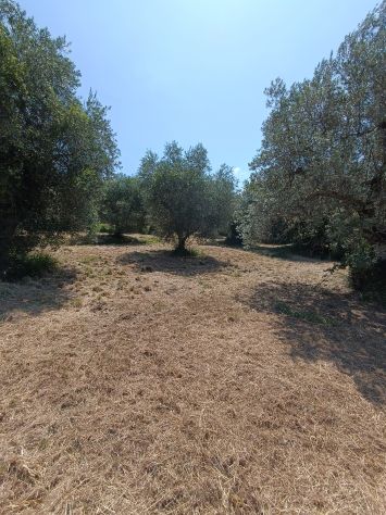 Olivi secolari nelle colline Toscane - Foto 9