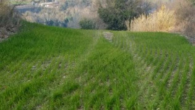 Seminativo in vendita a Mondavio - Foto 3