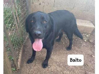Balto simil labrador