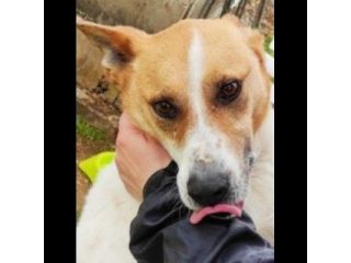 DIMENTICATI DAL MONDO TAMBURELLO CANE IN ADOZIONE TG MEDIA