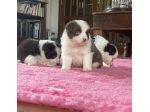 Vendesi Border collie di alta genealogia