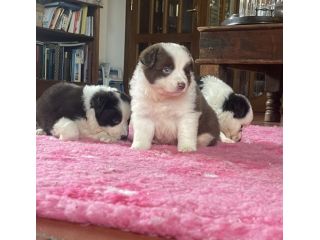 Vendesi Border collie di alta genealogia
