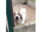 LINA CAGNOLINA IN ADOZIONE
