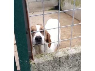 LINA CAGNOLINA IN ADOZIONE