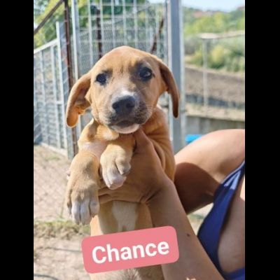 CHANCE e BONHEUR DELIZIOSI CUCCIOLI IN ADOZIONE - Foto 4