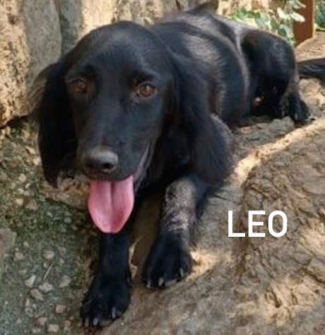 Leo giovane cagnolino taglia medio piccola 12,14 kg - Foto 5