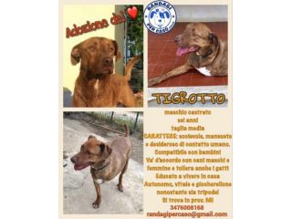 TIGROTTO, dolcissimo cagnolino tripode