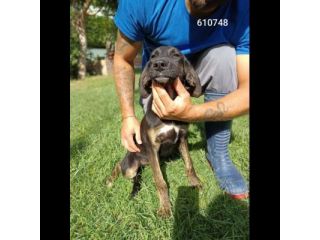 DUCA CANE IN ADOZIONE