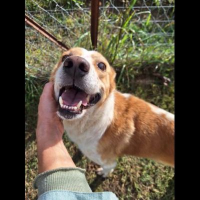 FELICE, 16 chili di dolcezza. CANE IN ADOZIONE - Foto 3