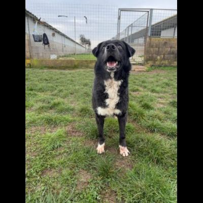 BENNY , UNA PICCOLA TENEREZZA, CANE IN ADOZIONE TG MEDIO CONTENUTA - Foto 9