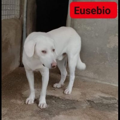 EUSEBIO, ERCOLE, ERIBERTO CAGNOLINI IN ADOZIONE - Foto 4