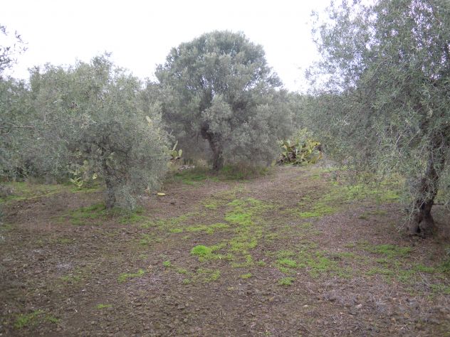 CODICE 6806 TERRENO AGRICOLO 8.600 MQ A BELPASSO POSS. ACQUA E LUCE - Foto 8