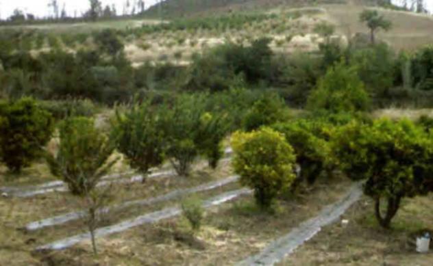 Immobile in asta di 23365 m² in vendita a Mazzarino - Foto 7