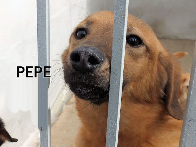 Pepe, abbandonato in una scatola - Foto 9