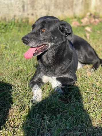 TIMIDO E PACATO CAGNOLINO IN ADOZIONE - Foto 6