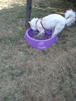 CANE IN ADOZIONE: LA STORIA DI LELLO - Foto 4