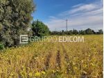 Terreno di 16800 mq  in vendita a Fossalta di Portogruaro - Rif. 4551605