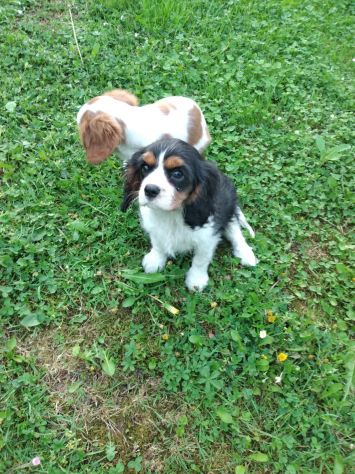 Cuccioli di Cavalier King - Foto 3
