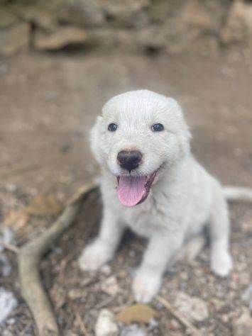 Pilù cucciolo - Foto 3