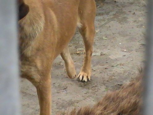 TRISTANO, mix labrador speciale - Foto 3