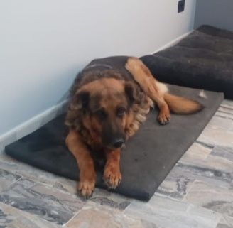 PASTORE 11ANNI TORNA A BREVE IN CANILE! URGENTE ROMA - Foto 2