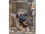Cuccioli Allevamento Pastore Belga Malinois Crotone Calabria