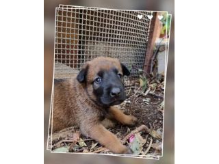 Cuccioli Allevamento Pastore Belga Malinois Crotone Calabria
