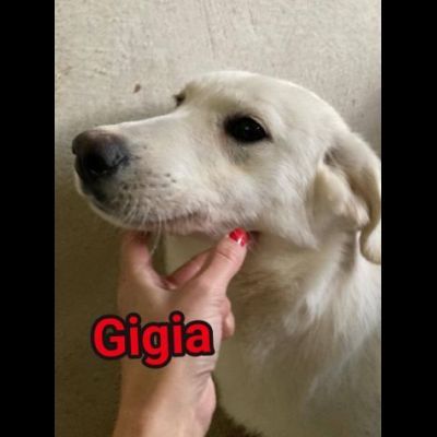 GIORGIA e GIGIA adorabili cucciole in adozione - Foto 2