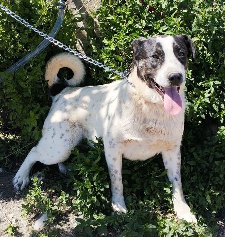 Cucciolone da sogno cerca ancora casa - Foto 9