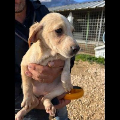 SALLY COCCOLINA AMOROSA, CUCCIOLA IN ADOZIONE - Foto 5
