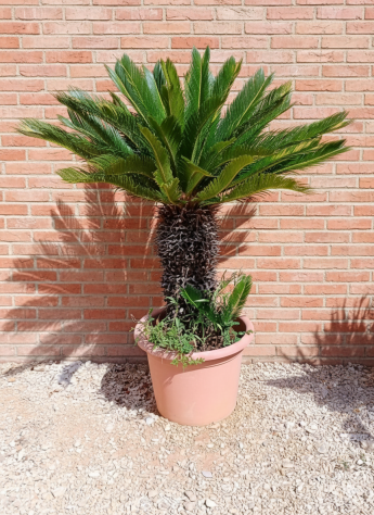 Cycas Revoluta disponibile in Vaso da 50 cm circa altezze varie a scelta - Foto 3