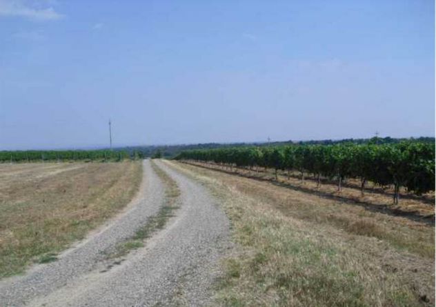 Sud di Alessandria - Vigne e Seminativo - Foto 2