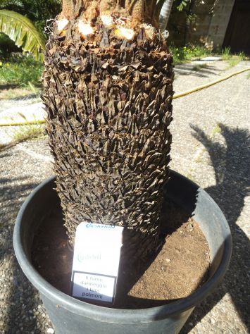 CYCAS REVOLUTA VAR. 'AUREA' - Foto 4