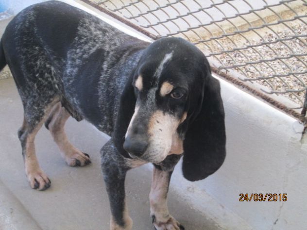 BLU, piccolo segugio adulto - Foto 3