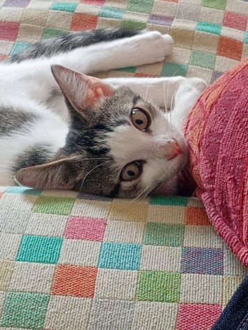 Natalino gattino - Foto 4