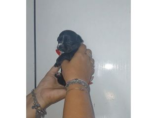 Cuccioli chihuahua