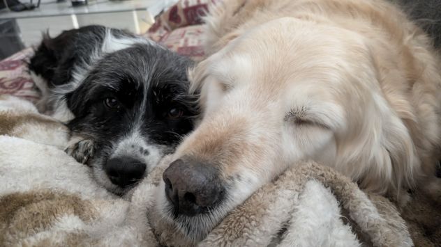 Pensione casalinga per animali da compagnia a Mondovì - Foto 3