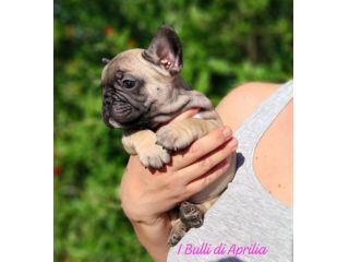 BULLDOG FRANCESE