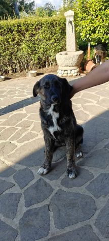 DANA E BERNA CUCCIOLE IN ADOZIONE - Foto 5