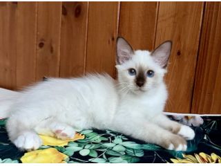 Cuccioli Sacro di Birmania - Gravinensis