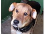 ZORRO, socievole cagnolino