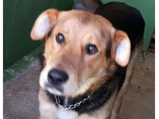 ZORRO, socievole cagnolino