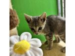Perla, tenera gattina cerca casa
