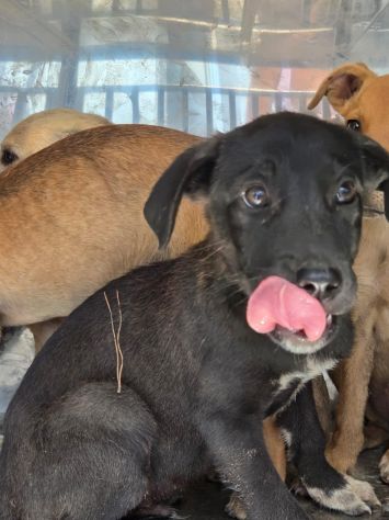 22 cuccioli da accasare!! SOS ABBANDONI SICILIA - Foto 10