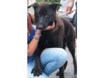 ZORRO, un cagnolone perfetto