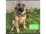 WILLY E MOCKY TENERI E COCCOLONI CUCCIOLI IN ADOZIONE