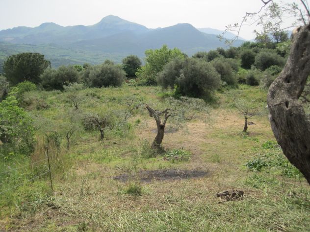 Terreno con uliveto Collesano (PA)