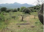 Terreno con uliveto Collesano (PA)